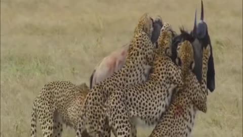 Cheetah Team attack on wildbeast