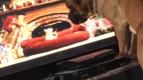 Dog barks while watching cat on tv