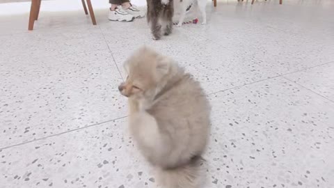 Adorable puppy with itchy ears