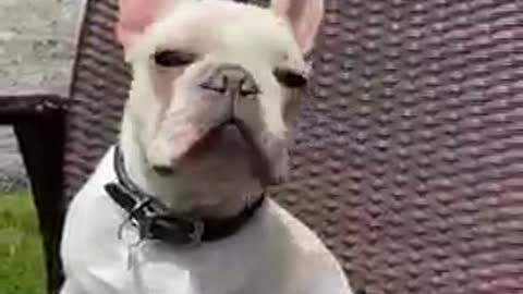 Best Dog video funny dogs