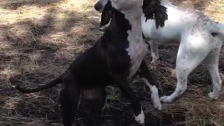 Beautiful dog loves playing with her rope toy