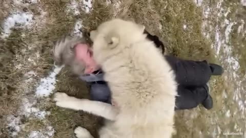 Funny Animal and Human Videos 2023 🐶 Best Animal Show Love Moments