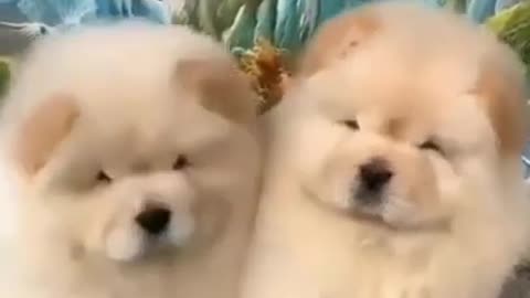 Cute Cats and Dogs funny Loving