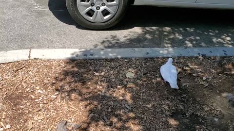 White Bird Walks Around Parking Lot Surprising