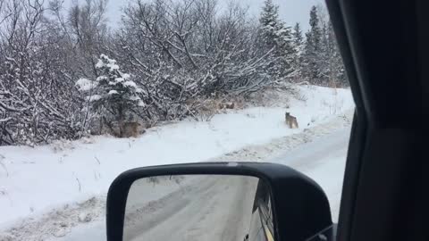 Lynx Family Crosses the Road