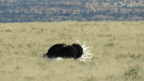 Ostrich Dancing