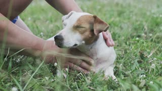 Relaxing Music while Watching People Petting Cute Dogs