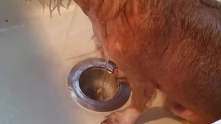 Brown dog falling asleep while getting showered in sink