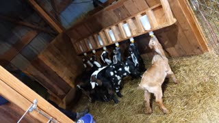 Baby goats nursing