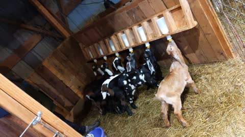 Baby goats nursing