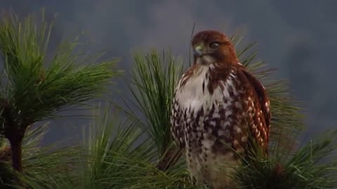 Free Video Clip- Red Tailed Hawk (Close-up) Sitting in Tree