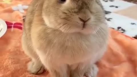 Cute Rabbits - Funny Baby Bunny Rabbit Videos Compilation #2