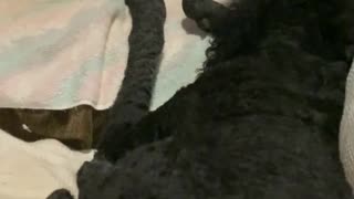 Cockatoo holds her poodle brothers paw