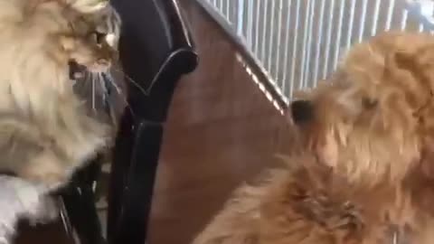 Cat hits dog with paw