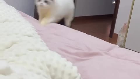 Like a bodyguard, the kitten appeared immediately after an order