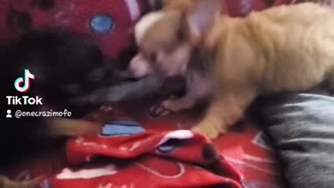 Chihuahua tug of war 4