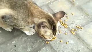 Feeding Street Cat : Stray Cat in front of Indomaret (Minimarket)