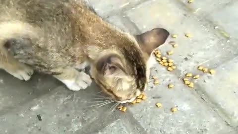 Feeding Street Cat : Stray Cat in front of Indomaret (Minimarket)
