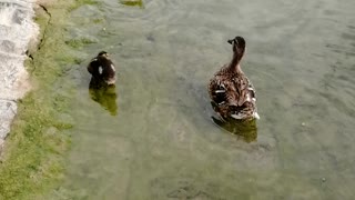 Duckings in Geneva