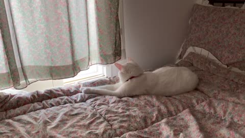 White cat meditating