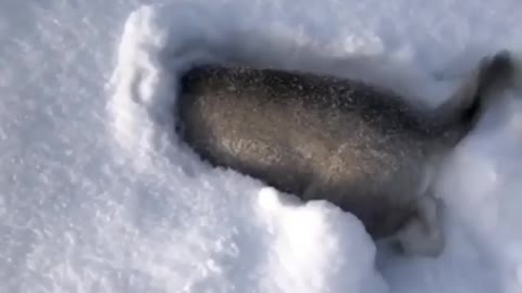 Husky enjoying the snow