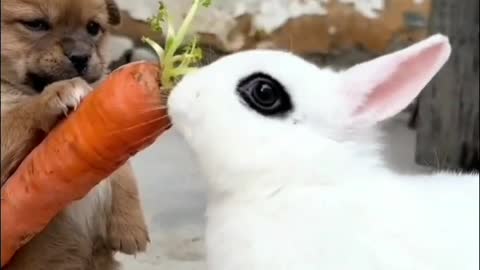 dog feeding rabbit