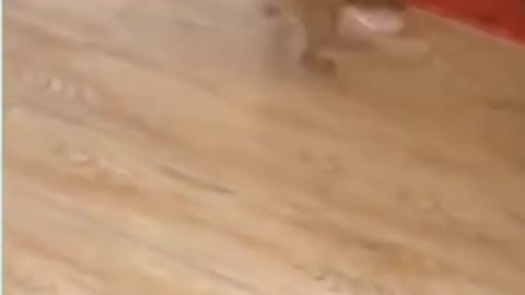 cute puppy playing with owner_ cute puppies playing with shoe 2021😂