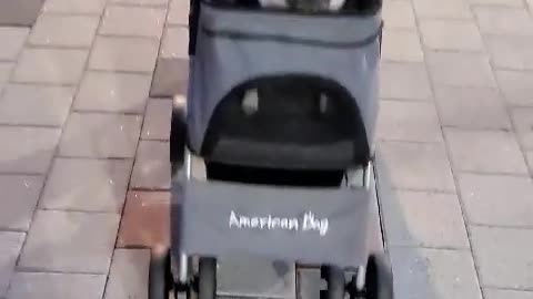 puppy in stroller