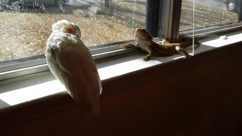 This Cockatoo And Bearded Dragon Are Sun Buddies