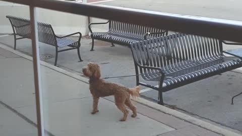 Pup Waits At Starbuck's