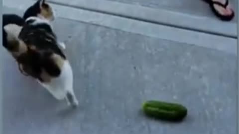 Cuncumbers scare the life out of cats