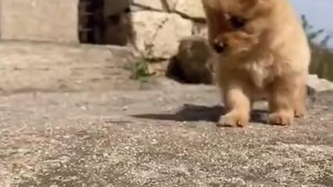 Funny Animal Videos - Awesome Funny Pet Animals | Cute Animals | Super Funny Dog Videos #short video