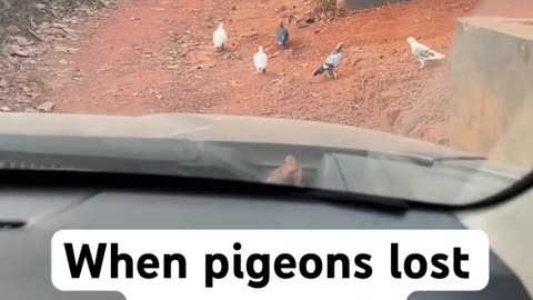 When Pigeons lost their Way