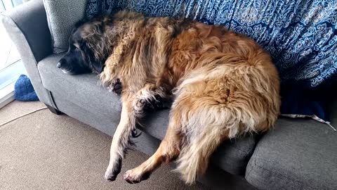 My Leonberger relaxing to music