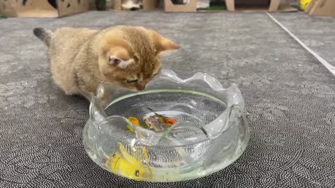 Shin the cat is naughty with the baby fishs
