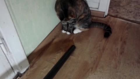 The cat versus the vacuum cleaner