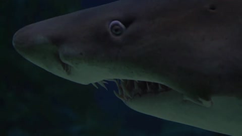 Shark Fish | s black shark fish | is shark a fish | shark fish tank | tiger shark fish | new video