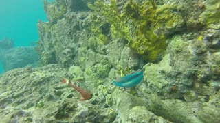 Getting to know parrot fish