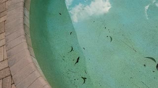 Swimming lizard in the pool!