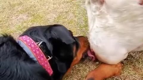 This dog is so good in love