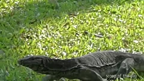 Very sweet monitor lizard in a park