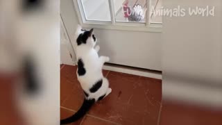 Funny animal videos