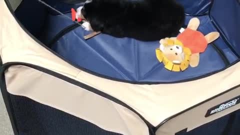 Black dog in blue tent tries to catch orange fish on pole