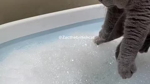 Cat's are bath in bathroom