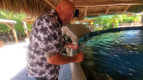 Feeding Stingrays In The Florida Keys