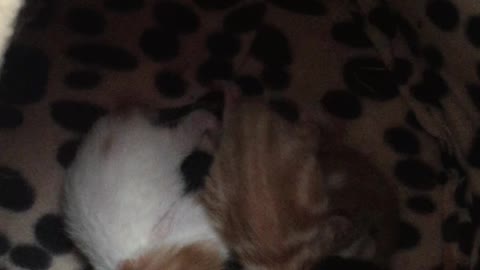 Cutest Newborn Kittens Only 12 Hours Old Found Mewing In My Bedroom