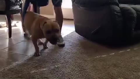 Paralyzed Pit Bull Learns To Walk Again | The Dodo