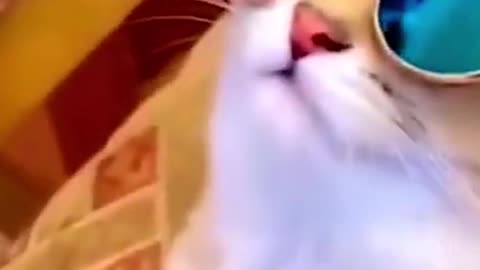 Funny Cats Compilation 2