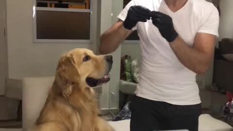 If Salt Bae Served a Dog