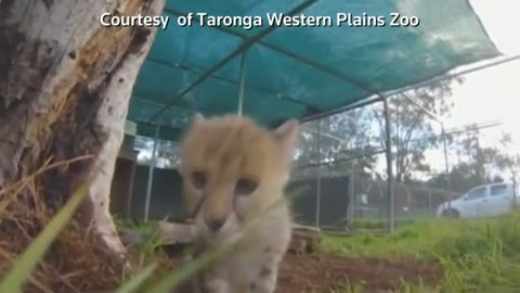 Cat cafe in DC, cheetah cub plays with puppy